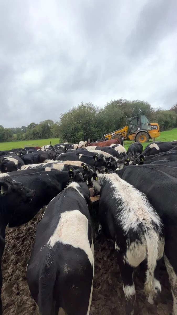 Looking for milkings or farm work - Image 2