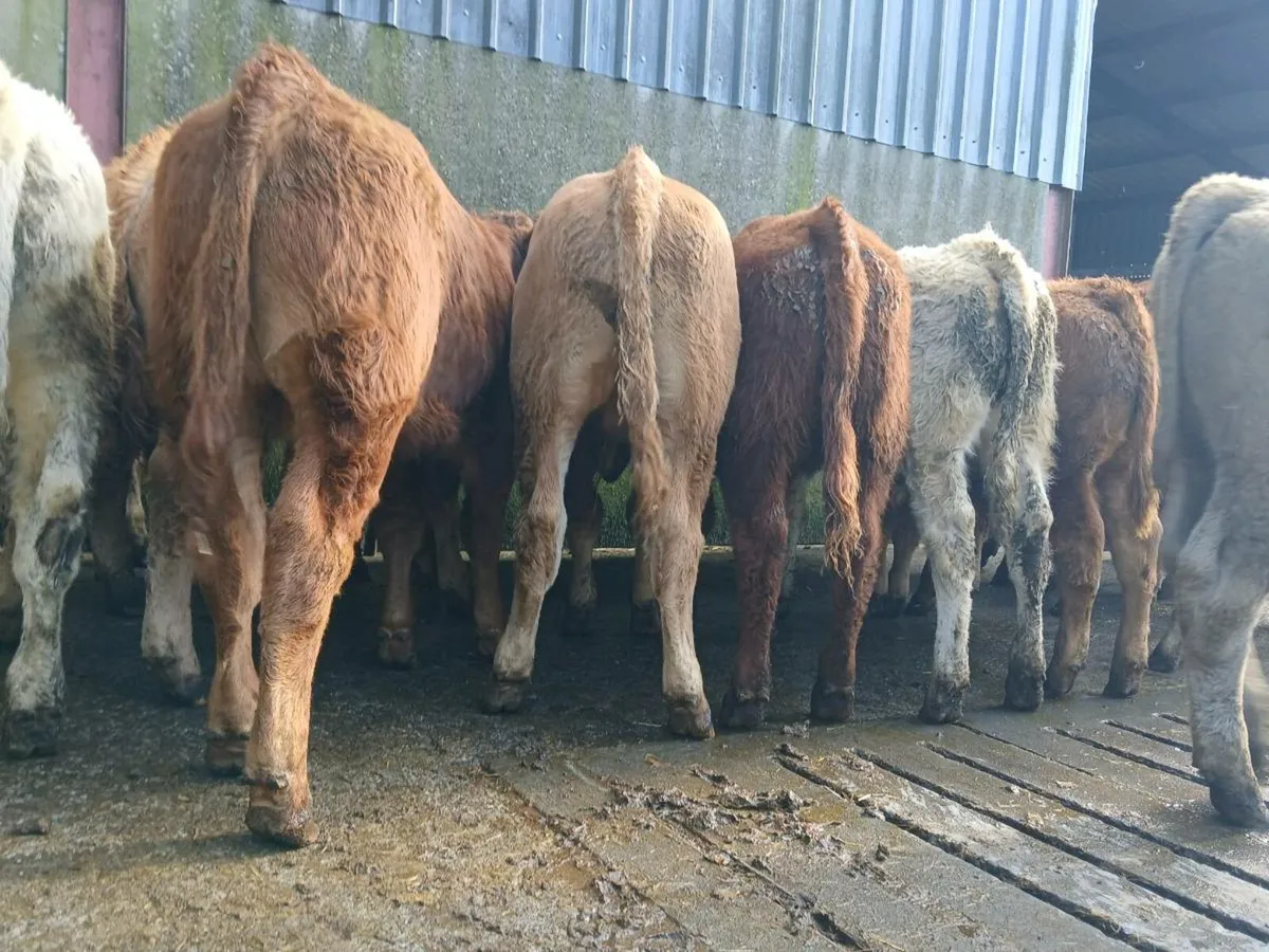20 Smashing Bull Weanlings - Image 1