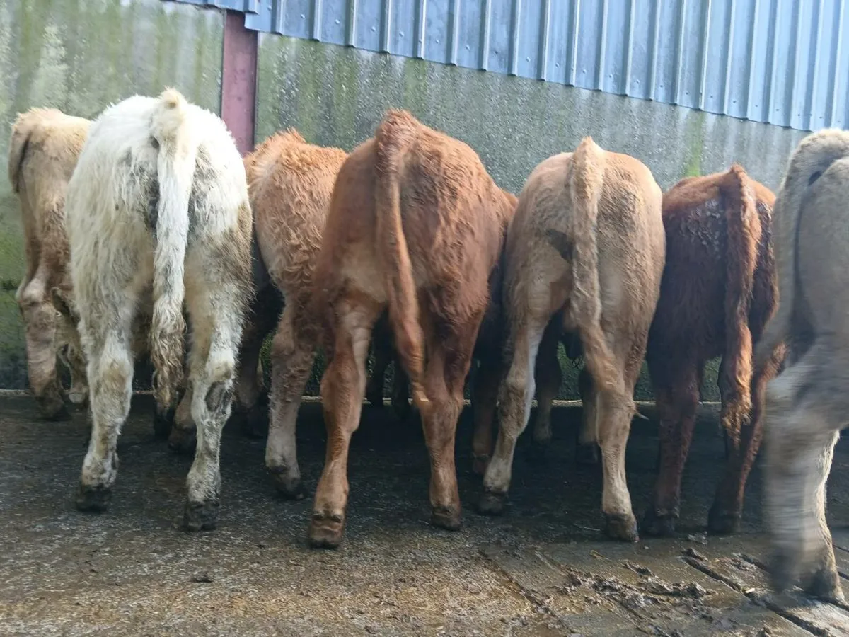20 Smashing Bull Weanlings - Image 2