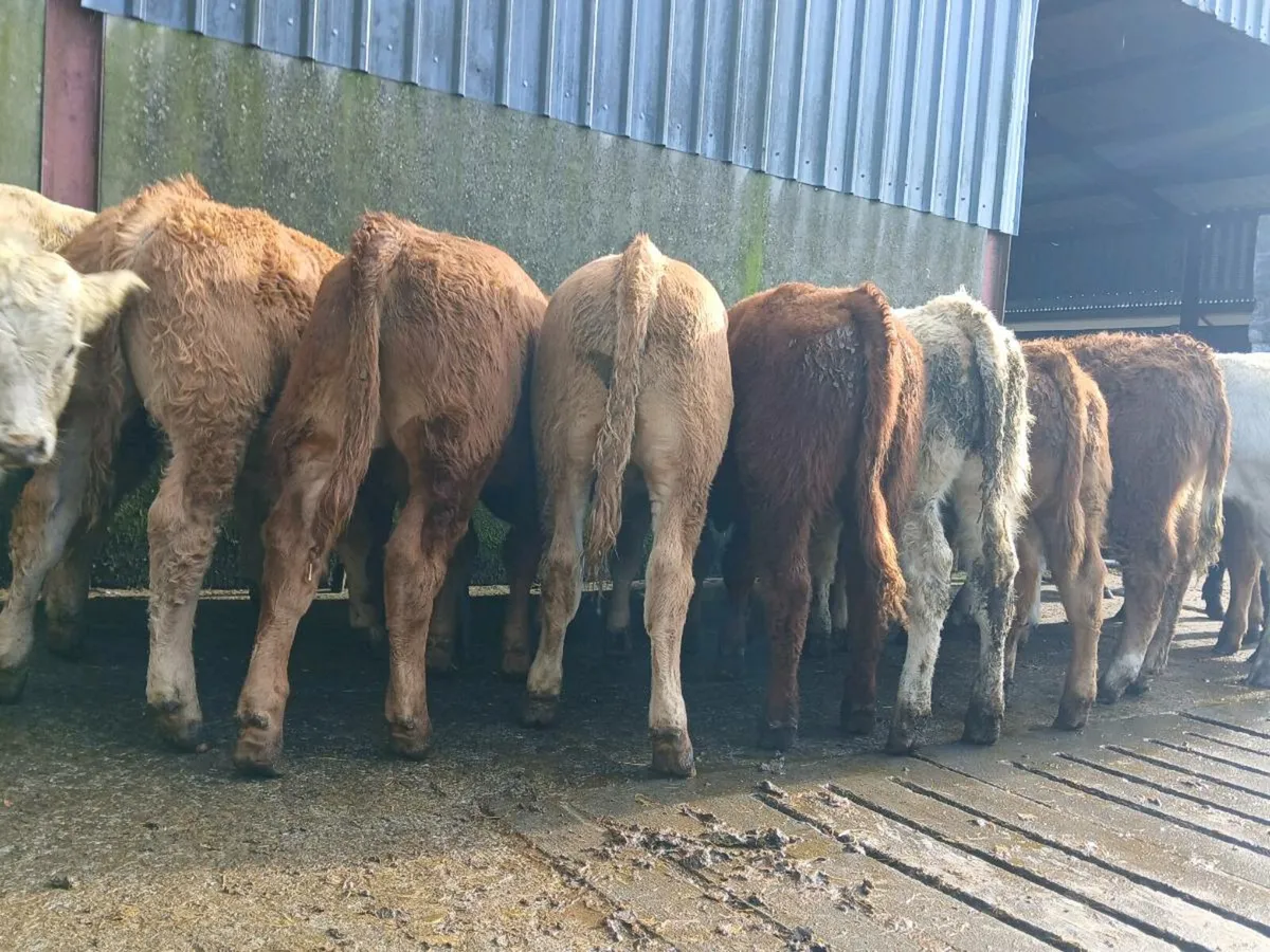 20 Smashing Bull Weanlings - Image 3
