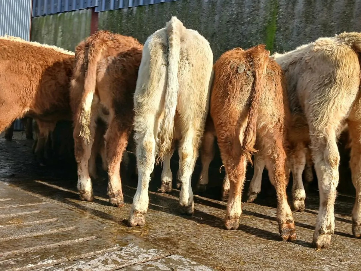 20 Smashing Bull Weanlings - Image 4