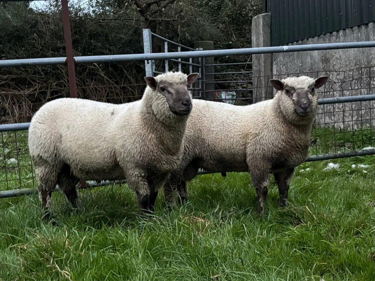 VENDEEN RAM LAMBS FOR SALE - Image 3