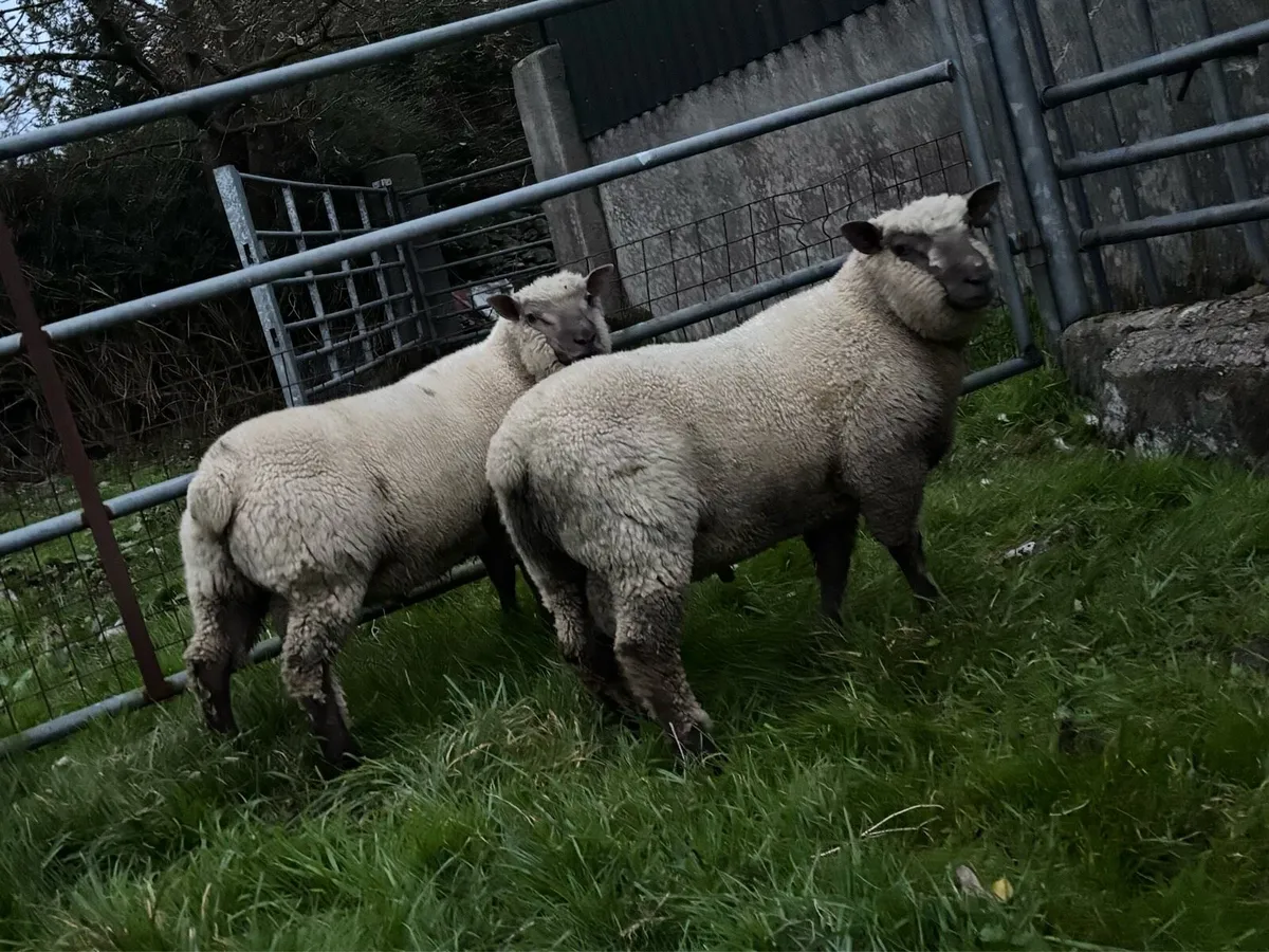 VENDEEN RAM LAMBS FOR SALE - Image 2