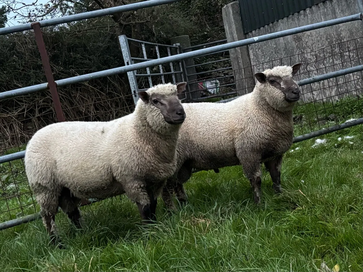 VENDEEN RAM LAMBS FOR SALE - Image 1