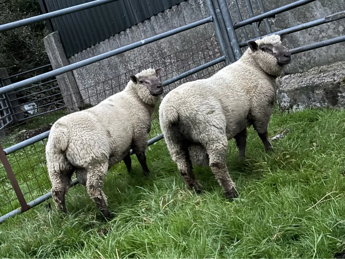 VENDEEN RAM LAMBS FOR SALE - Image 4