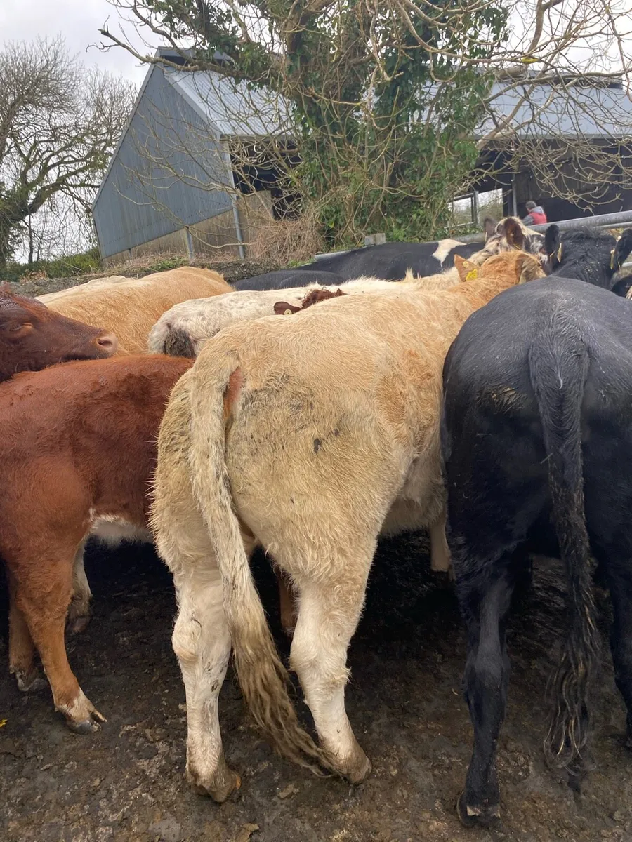 Organic springers for sale - Image 1