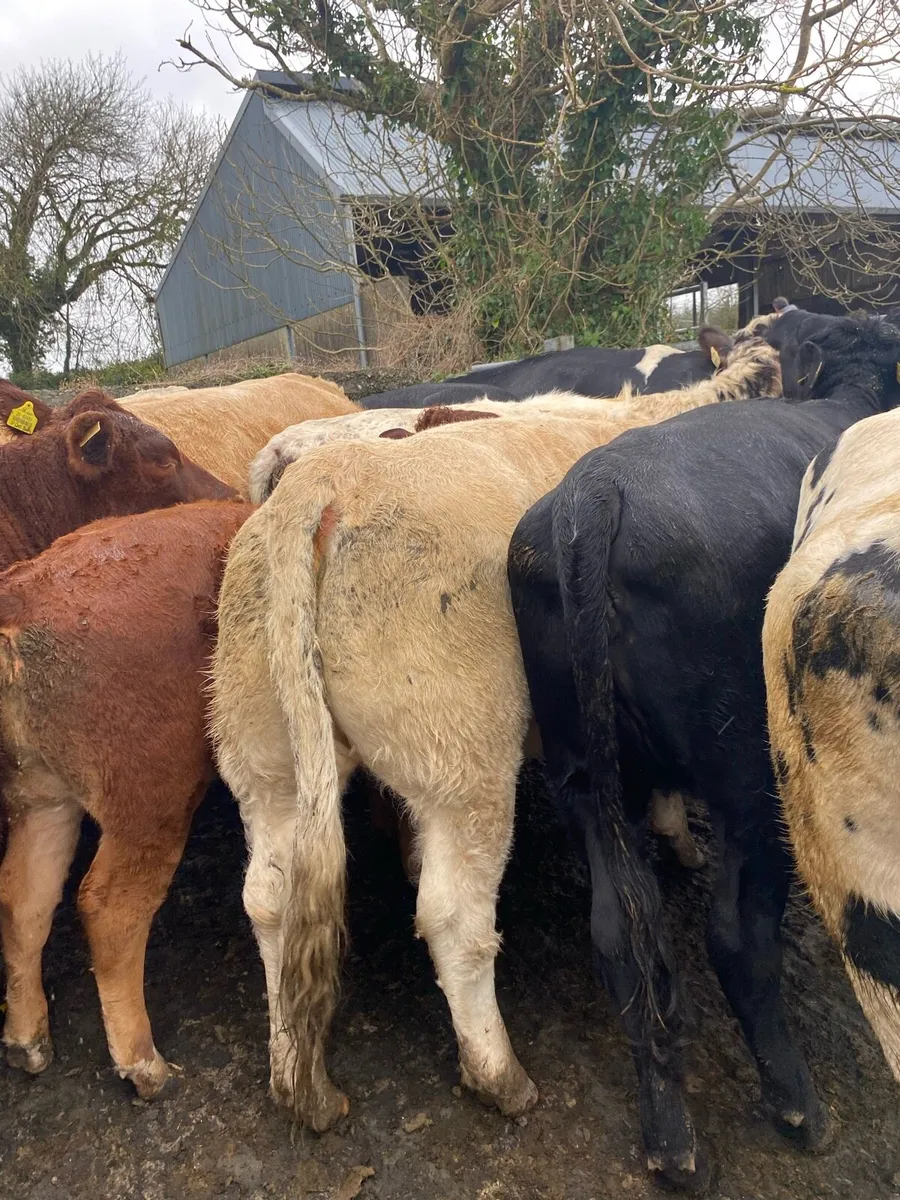 Organic springers for sale - Image 2