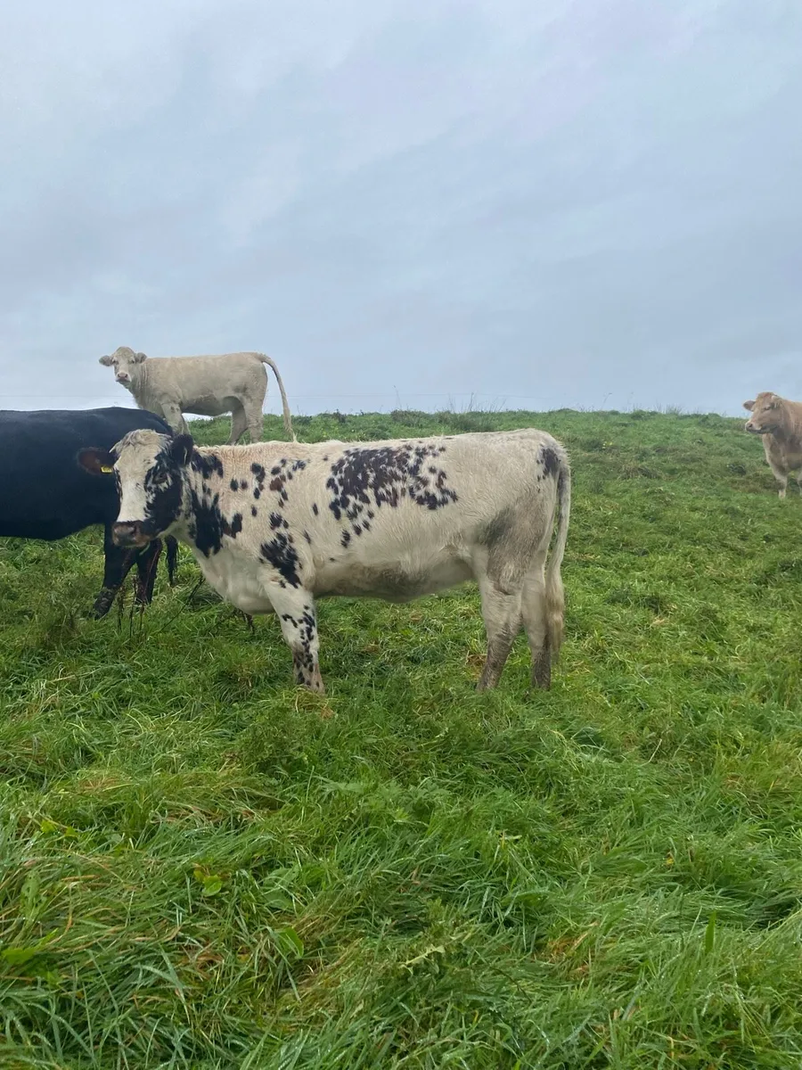 Organic springers for sale - Image 4
