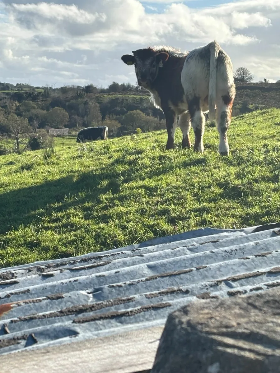 weanlings for sale - Image 2