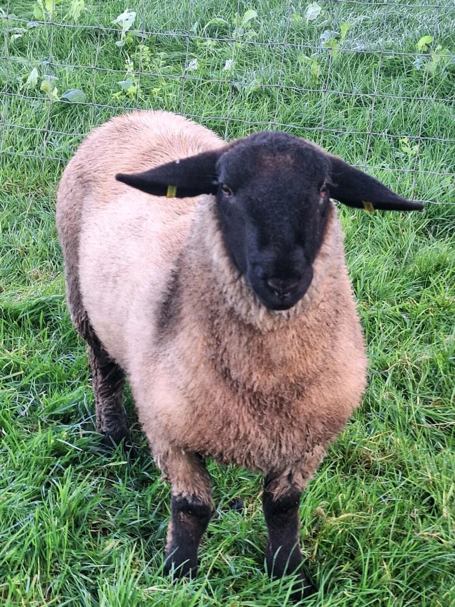 SUFFOLK RAM LAMB - Image 1