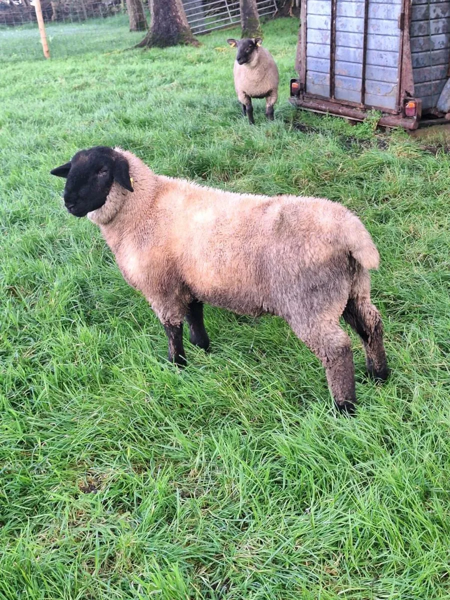 SUFFOLK RAM LAMB - Image 2