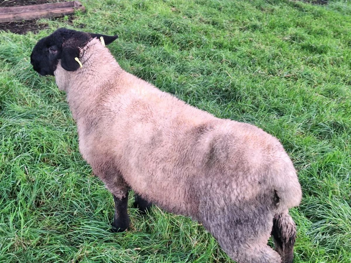 SUFFOLK RAM LAMB - Image 3