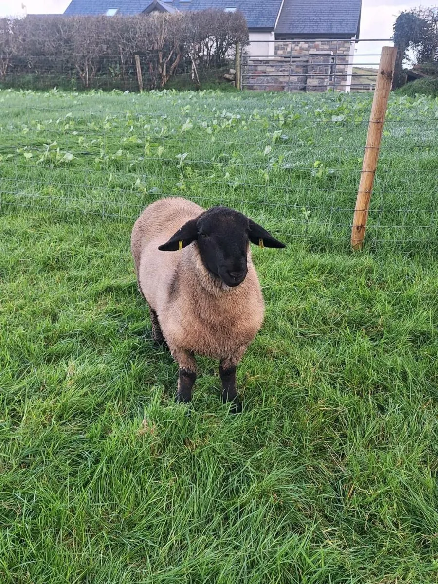 SUFFOLK RAM LAMB - Image 4