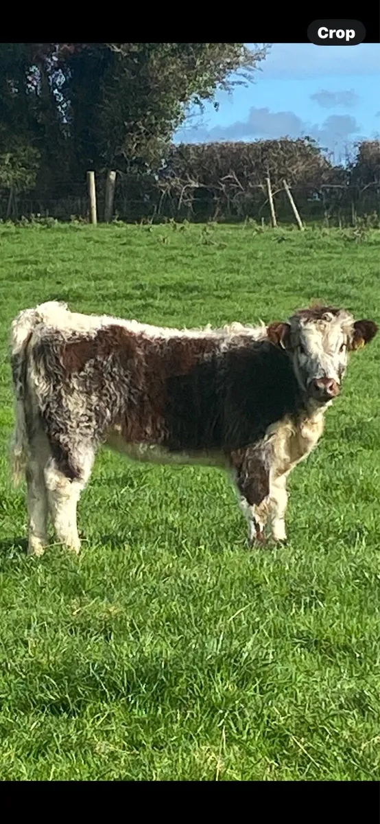 Heifer