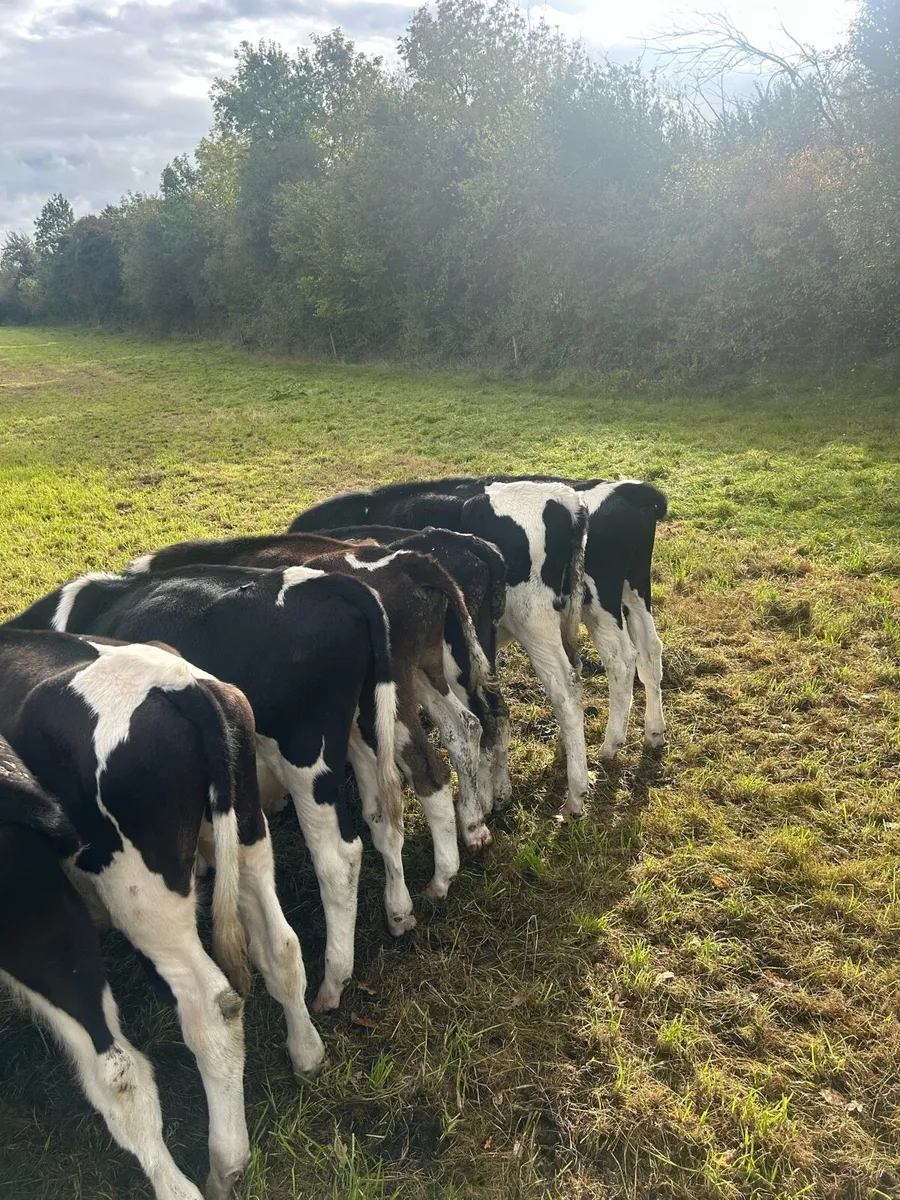 Weaning bullocks - Image 1