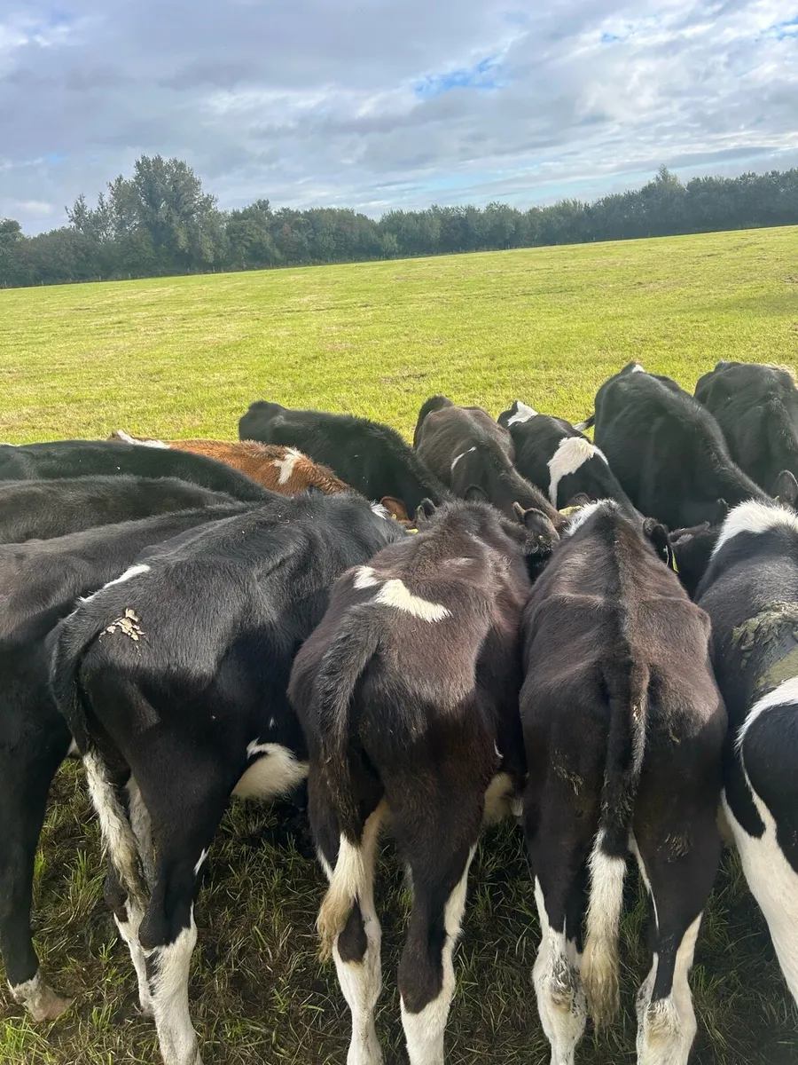 Weaning bullocks - Image 2
