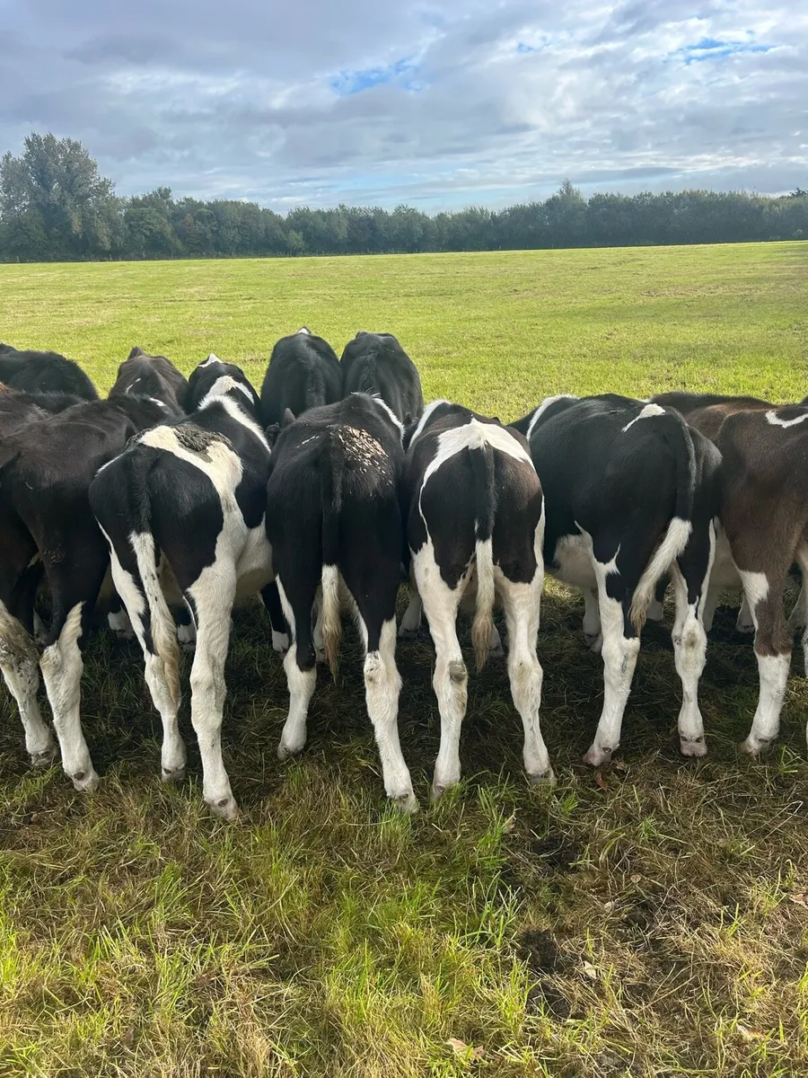 Weaning bullocks - Image 3