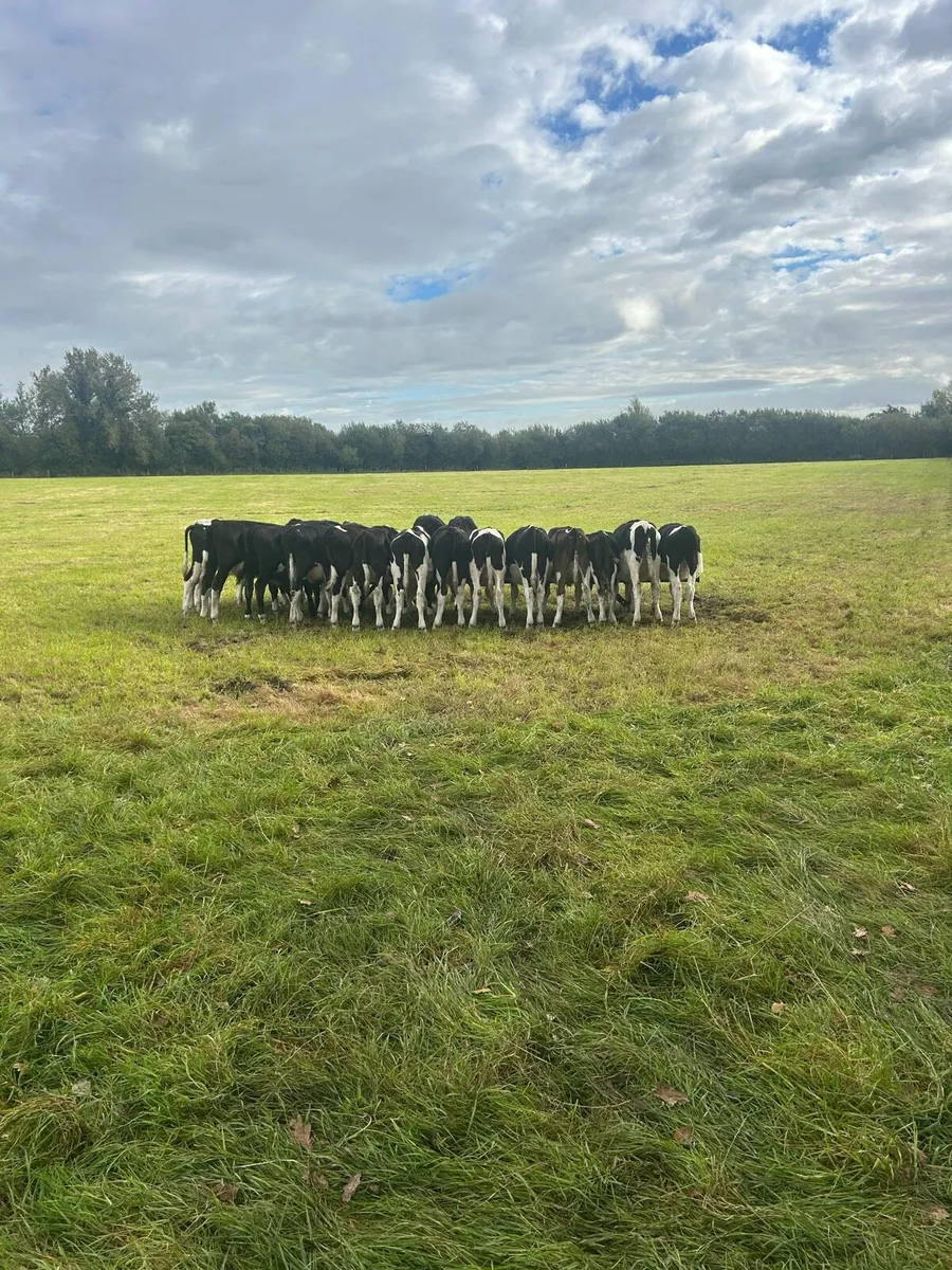 Weaning bullocks - Image 4