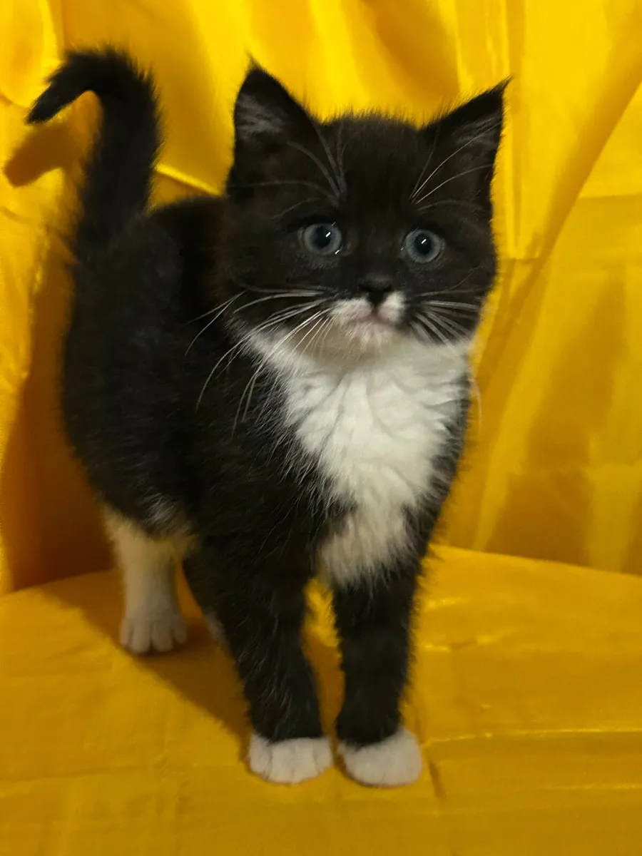 Pet kittens - Image 1