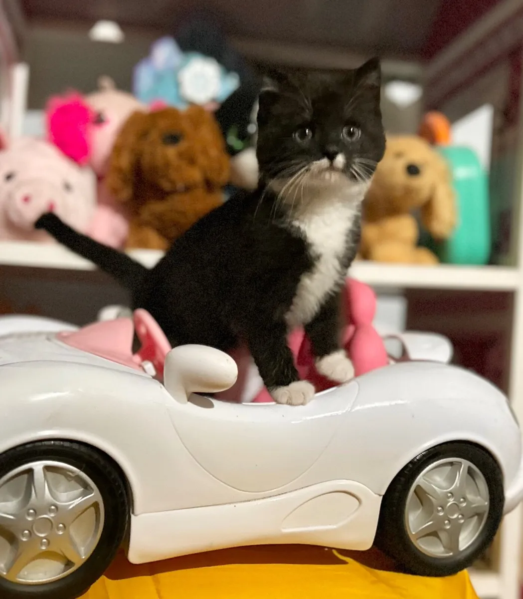 Pet kittens - Image 2