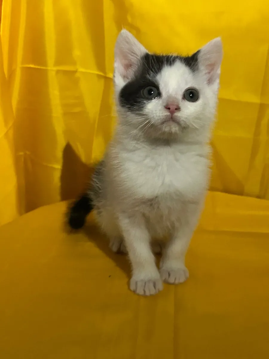 Pet kittens - Image 3