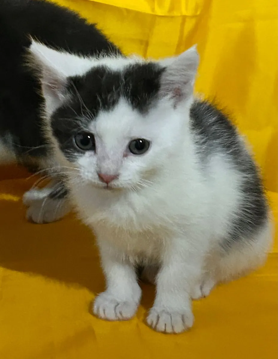 Pet kittens - Image 4