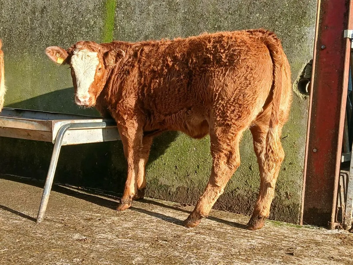 🌟 3 Limousine Breeding Heifers 🌟 - Image 1