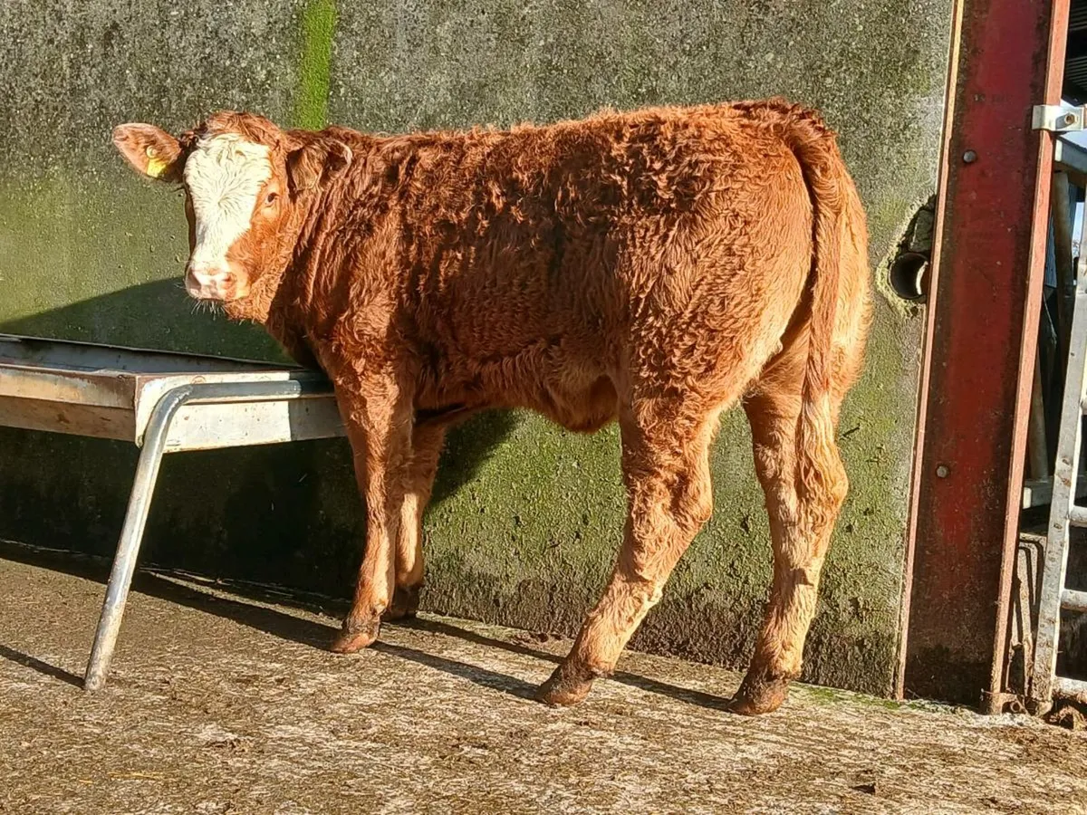 🌟 3 Limousine Breeding Heifers 🌟 - Image 2