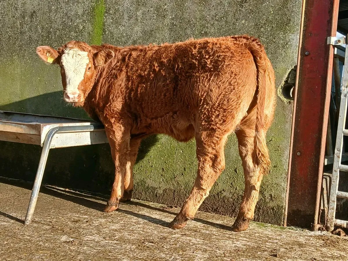 🌟 3 Limousine Breeding Heifers 🌟 - Image 3