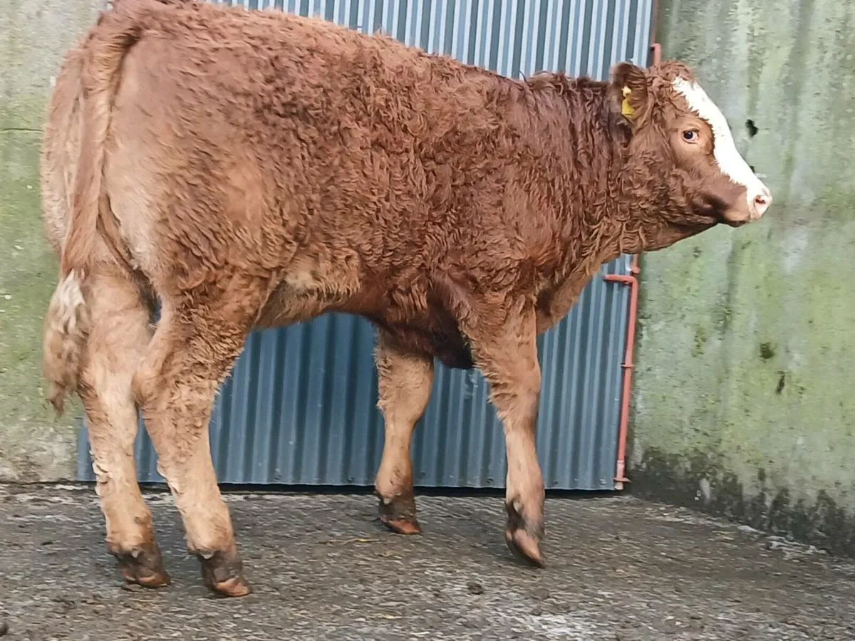 🌟 3 Limousine Breeding Heifers 🌟 - Image 4