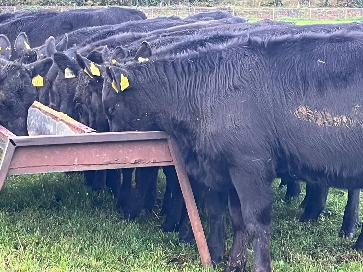 AA Heifers - Image 1