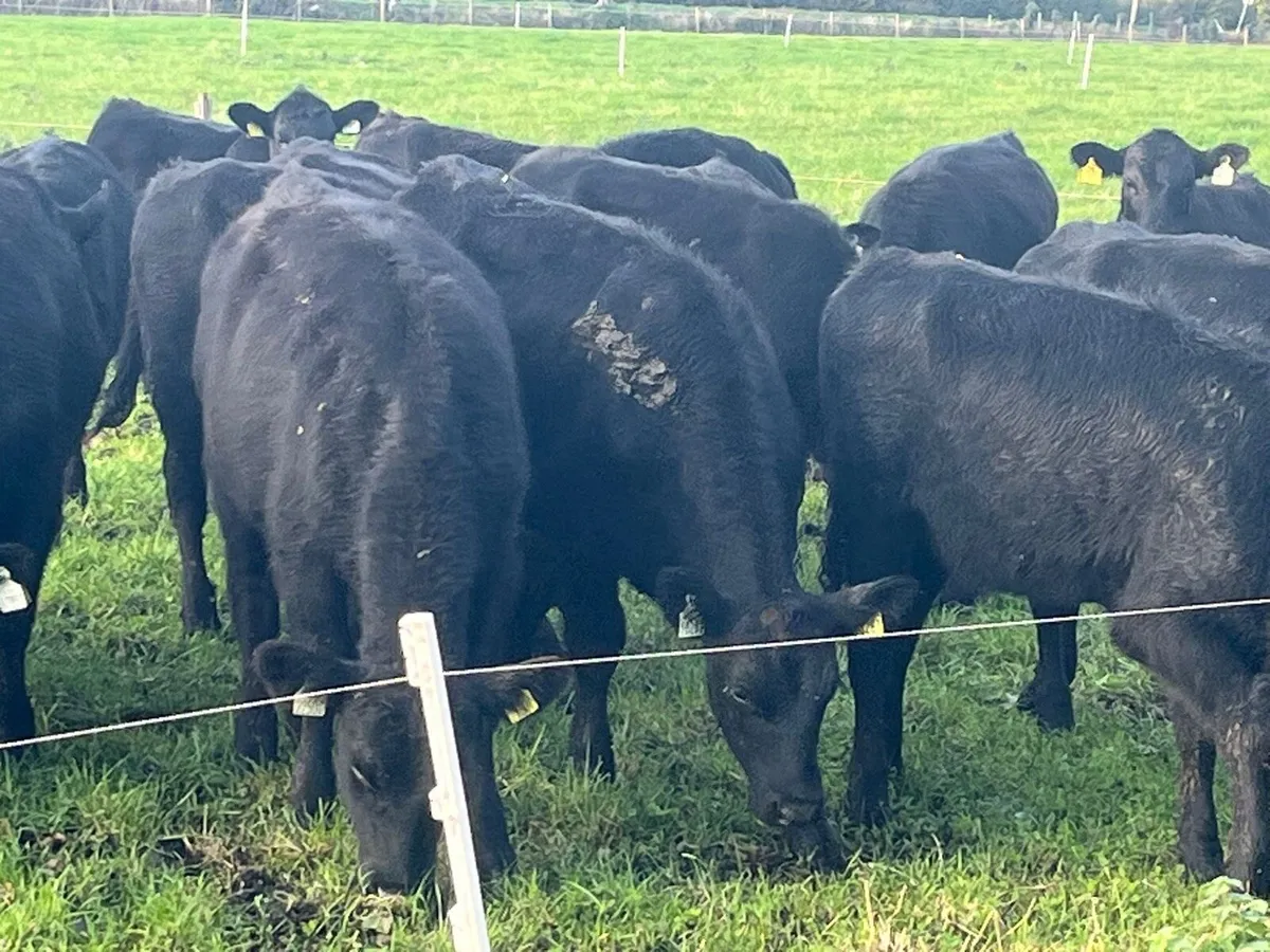 AA Heifers - Image 2