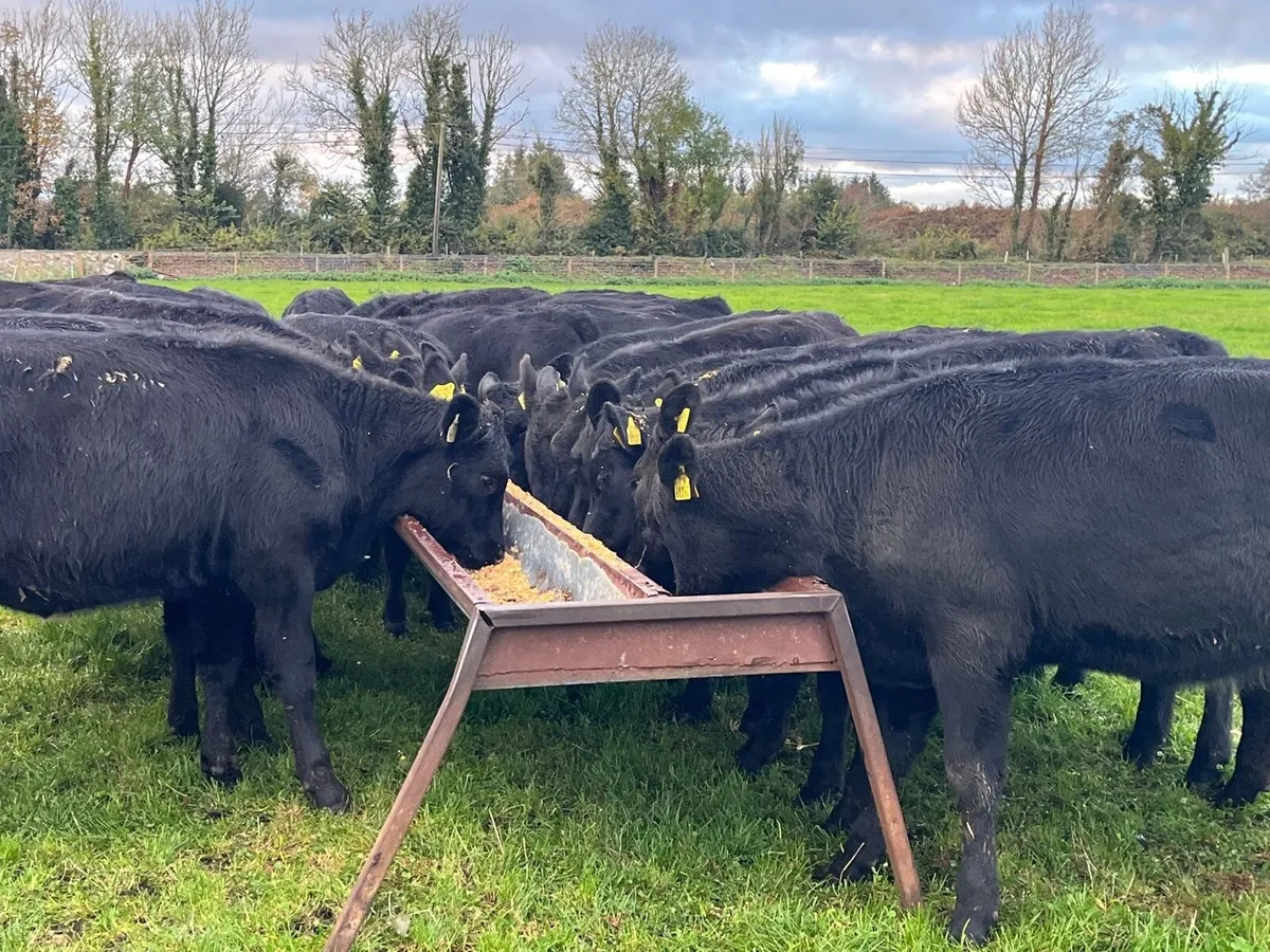 AA Heifers - Image 4