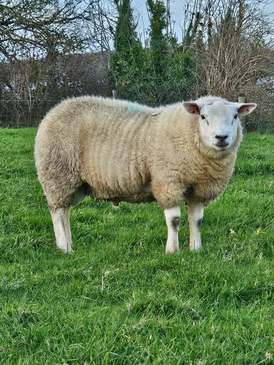 Ram lamb - Image 1