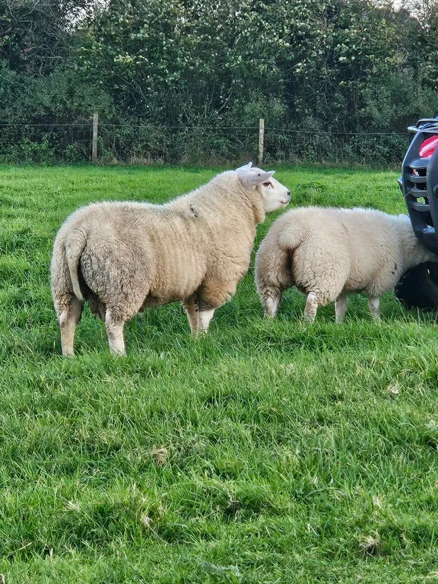Ram lamb - Image 2