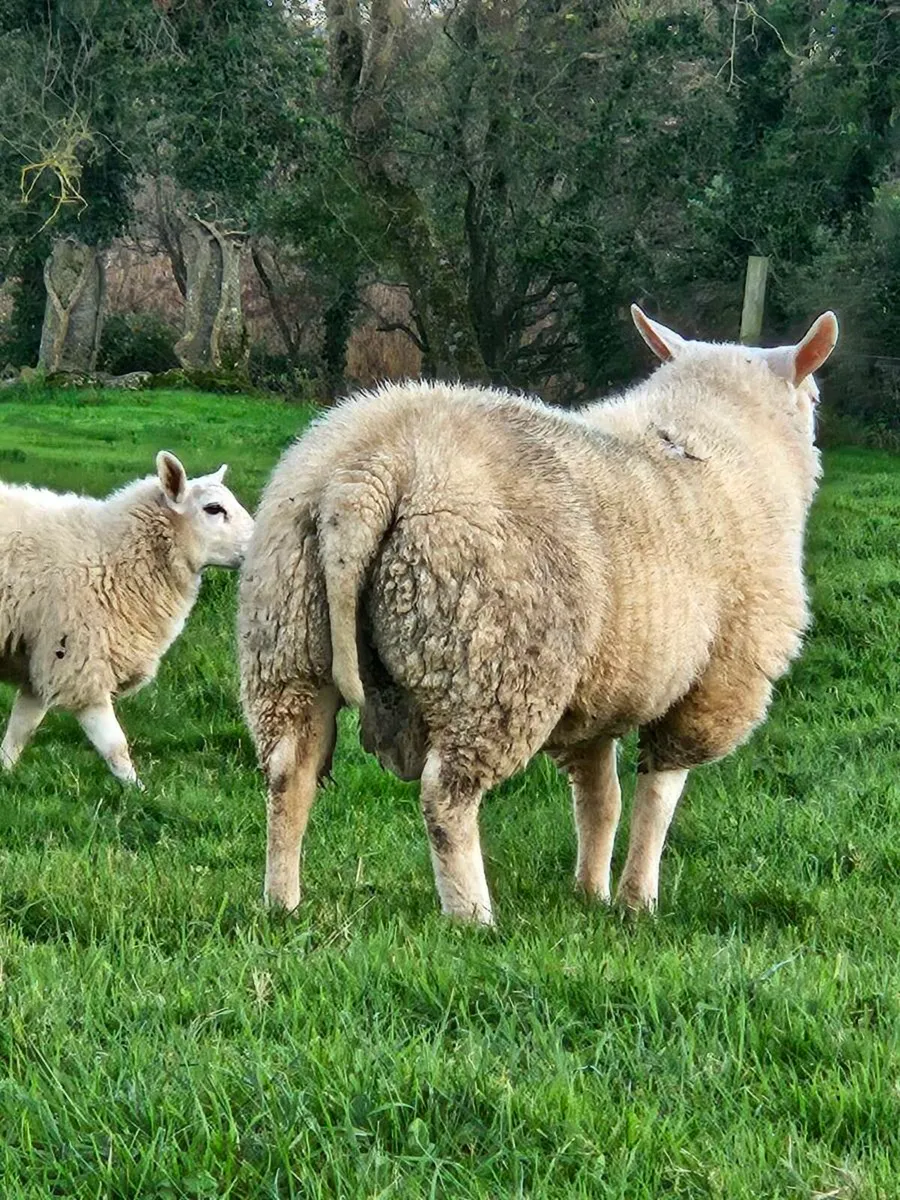Ram lamb - Image 3