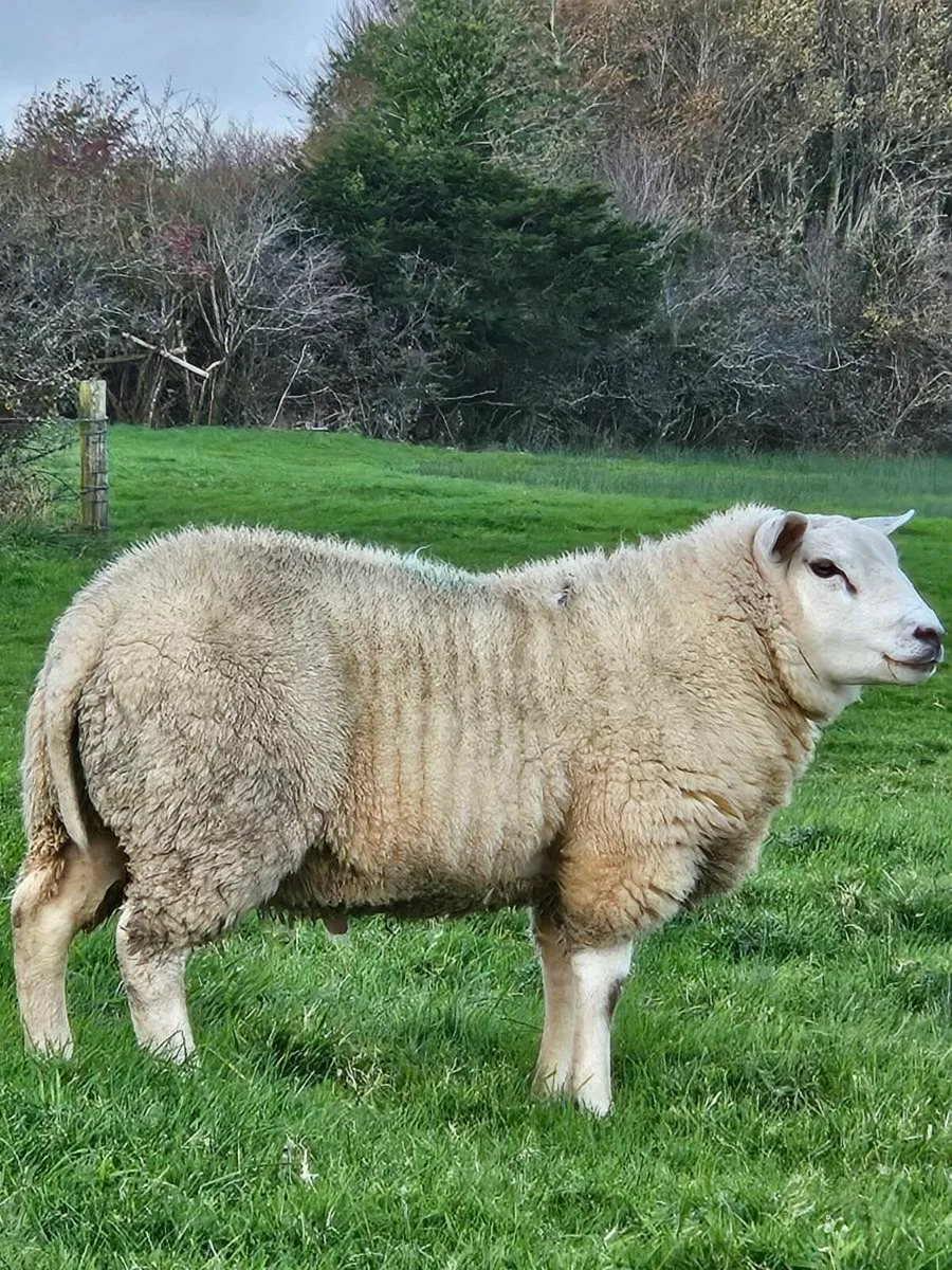 Ram lamb - Image 4