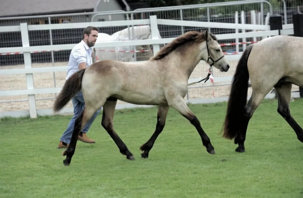 Connemara Foals - Clifden Saturday 25th - Image 1
