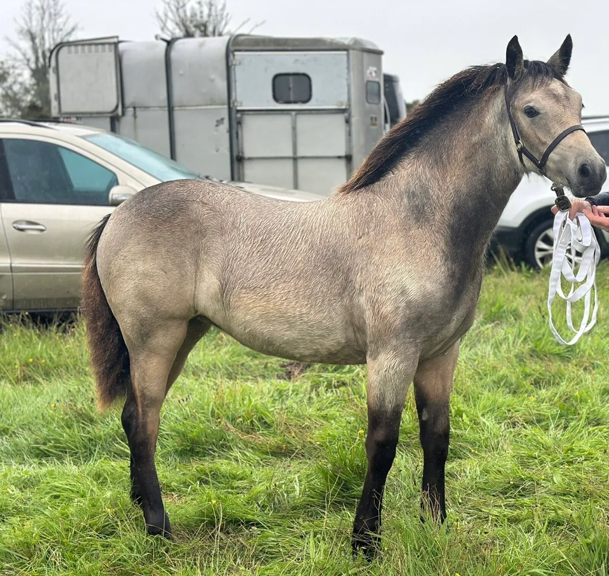 Connemara Foals - Clifden Saturday 25th - Image 2