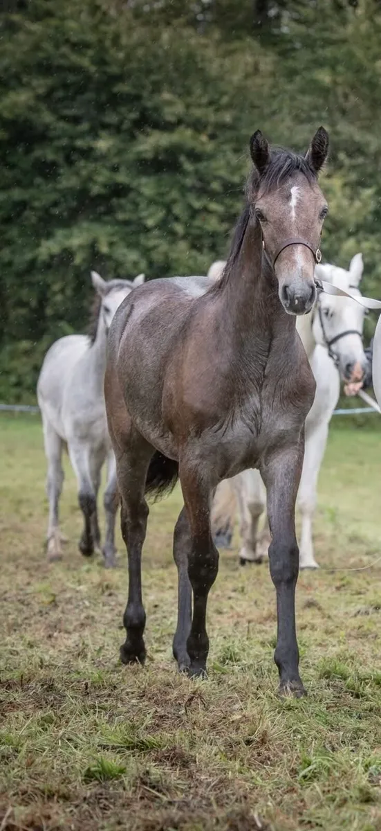 Connemara Foals - Clifden Saturday 25th - Image 3