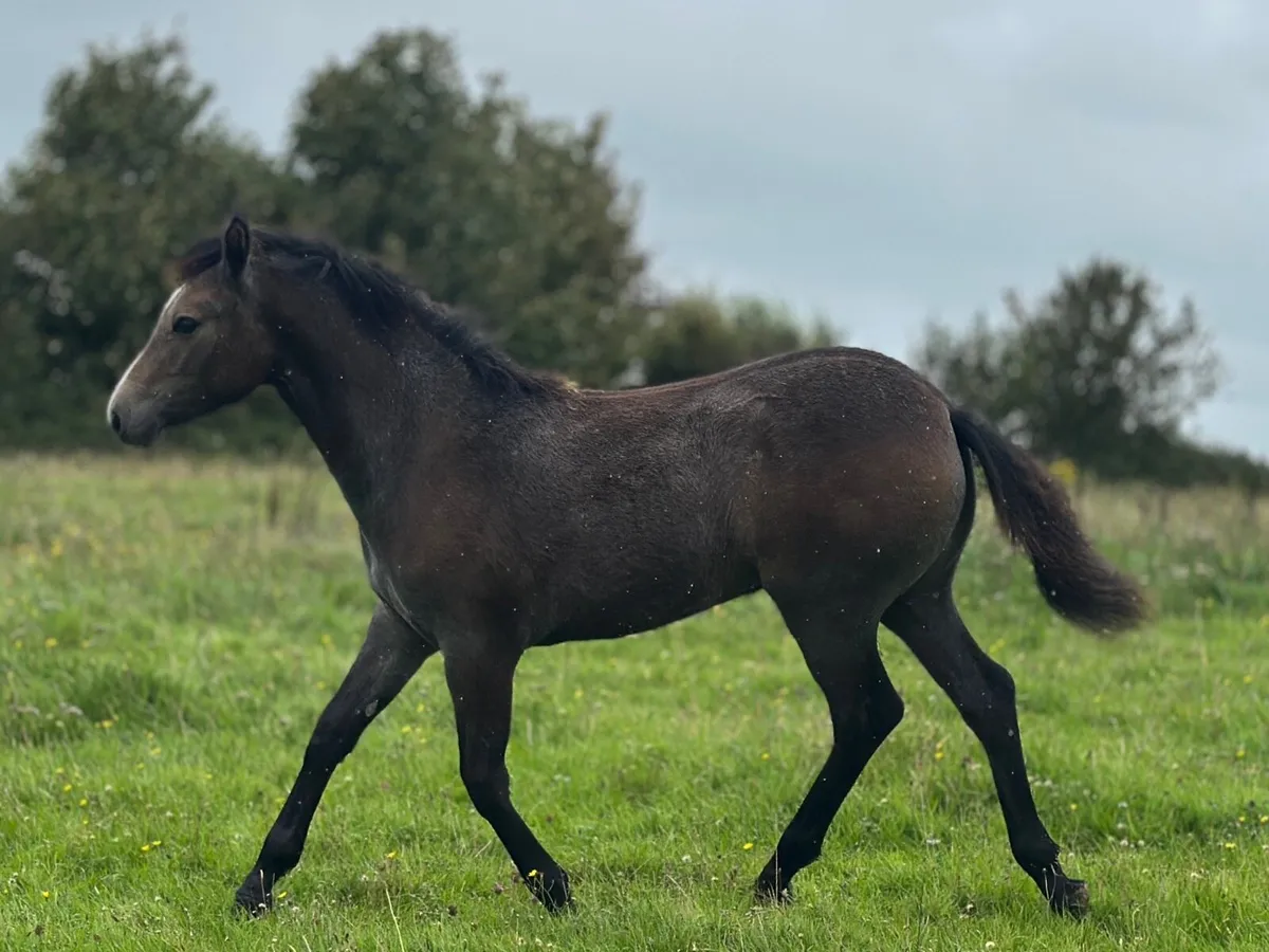Connemara Foals - Clifden Saturday 25th - Image 4