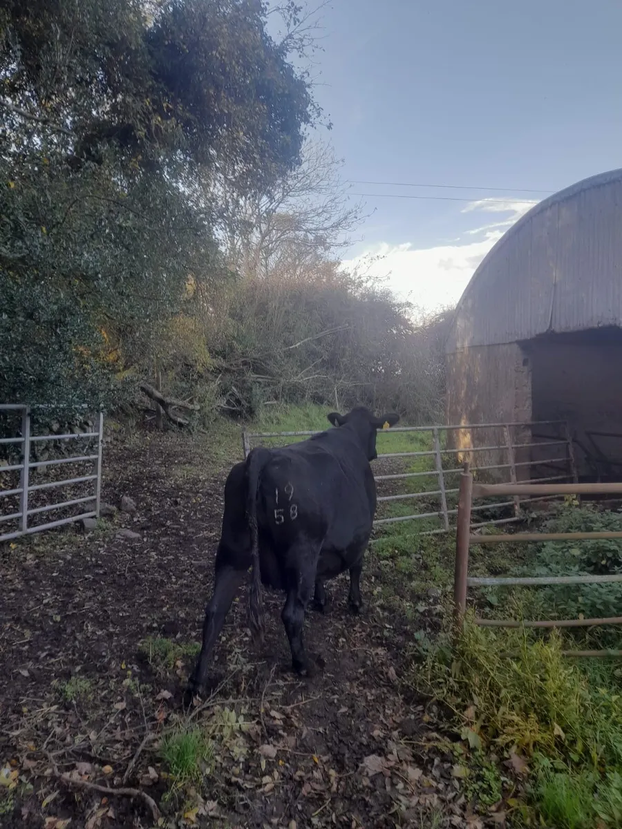 Dairy cows - Image 1