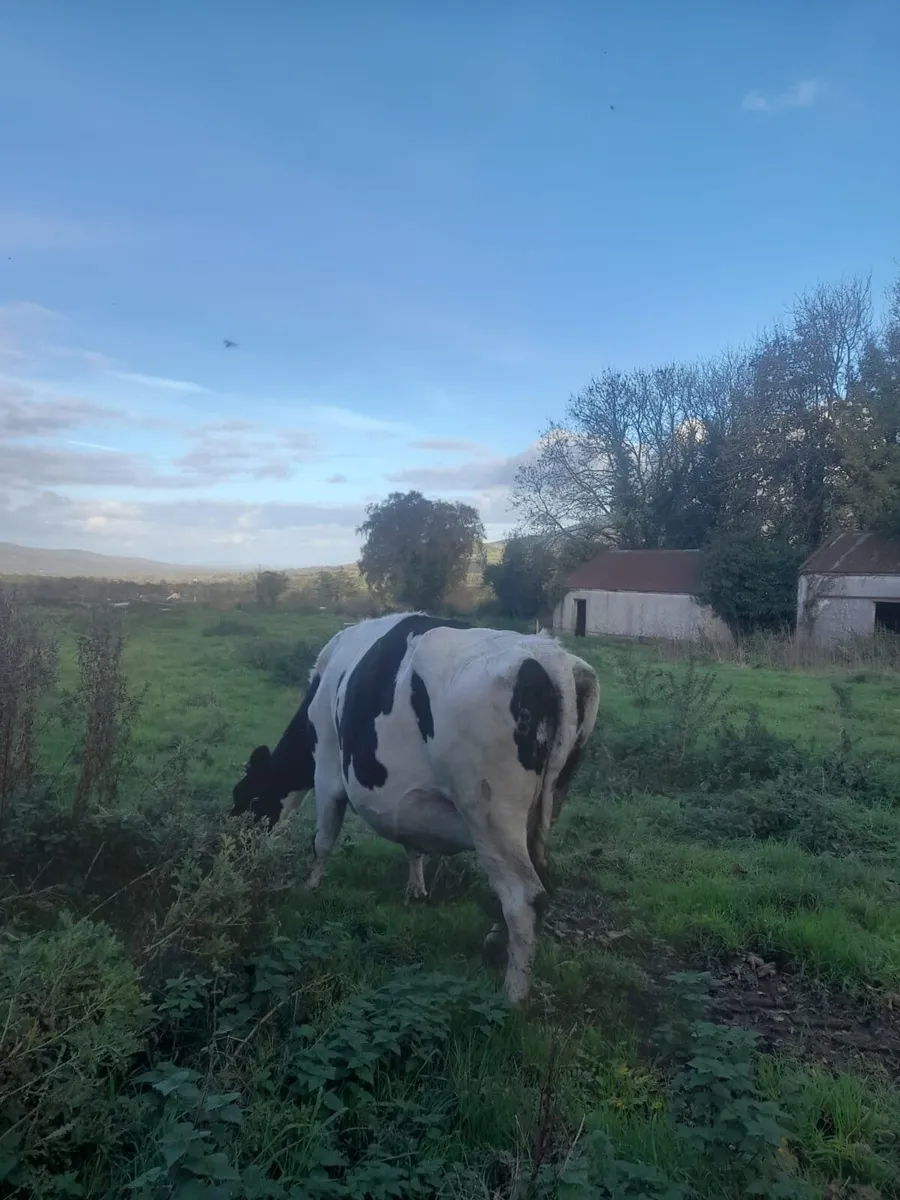 Dairy cows - Image 2