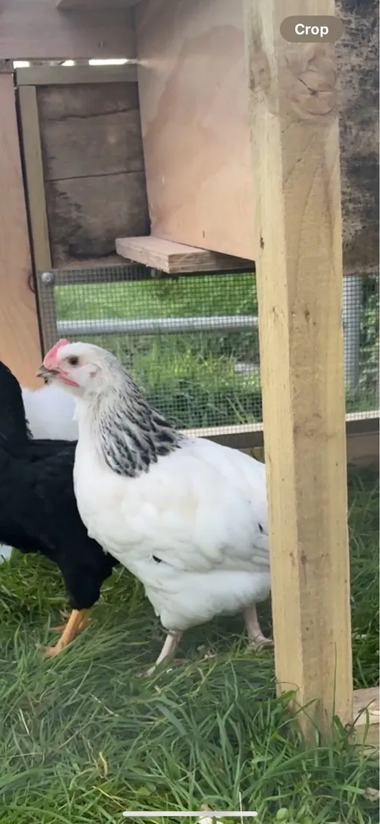 Young Rooster