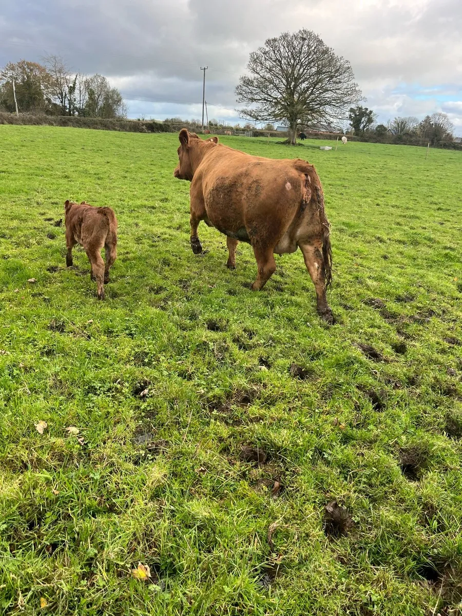 Calved heifer - Image 2