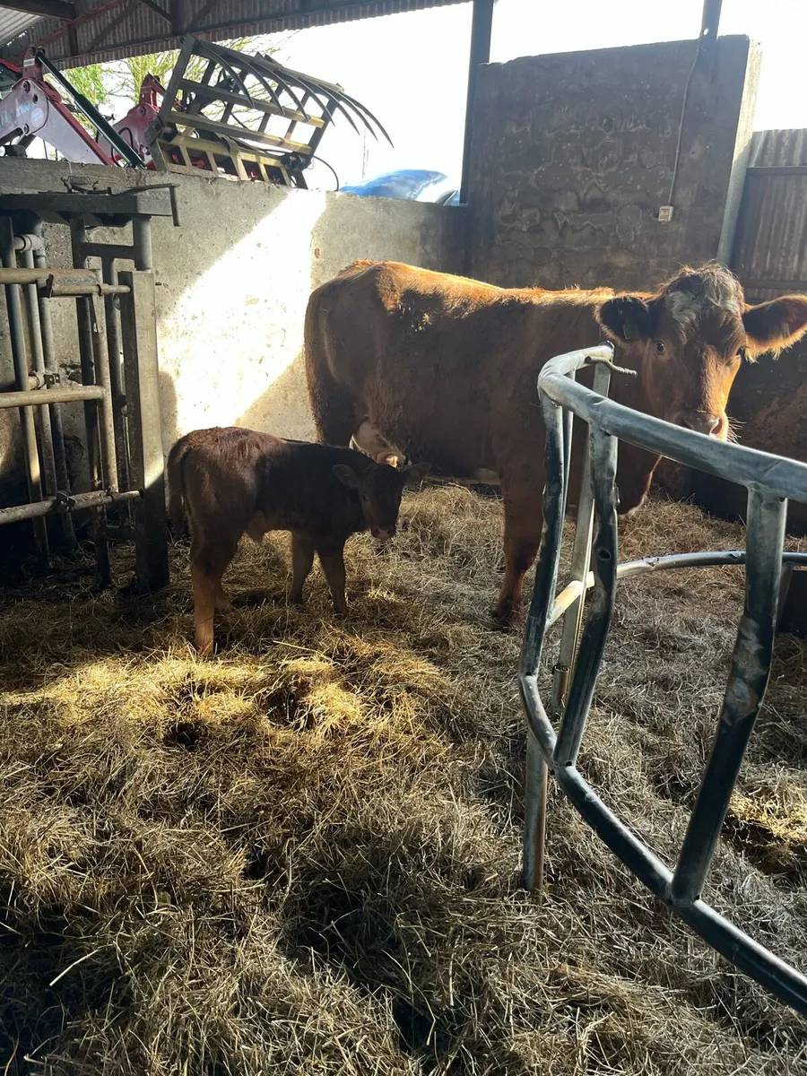 Calved heifer - Image 3