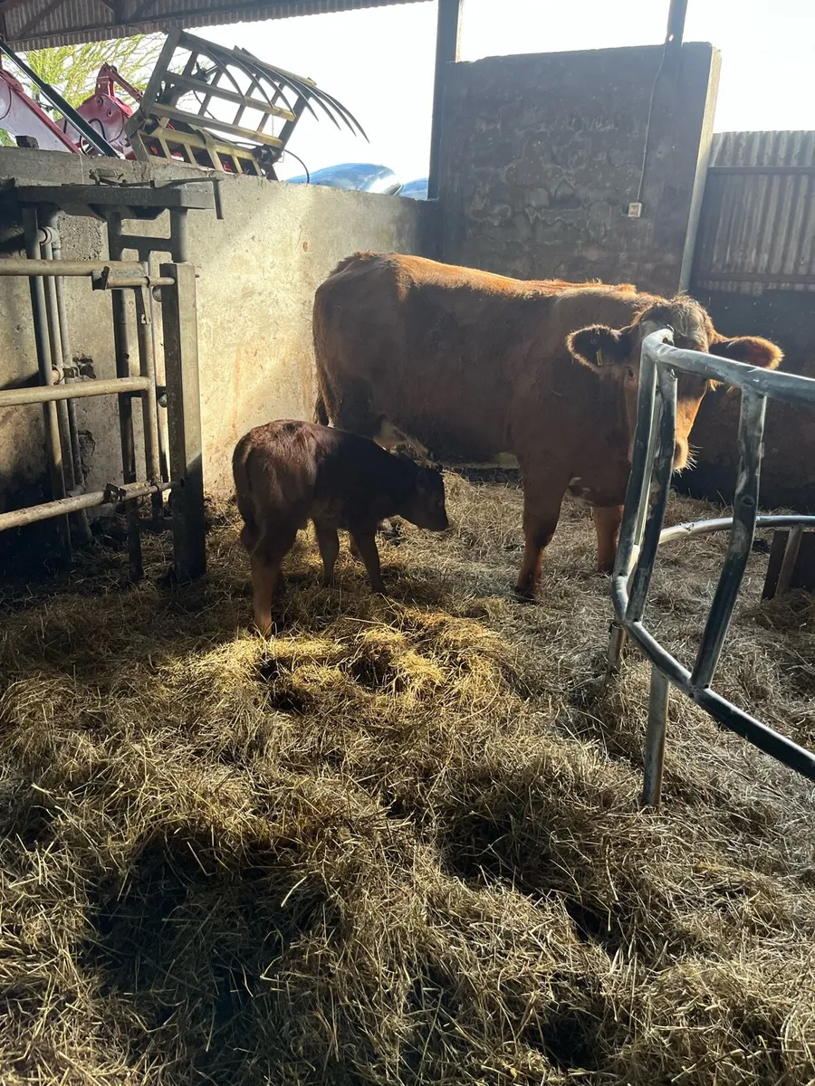 Calved heifer - Image 4