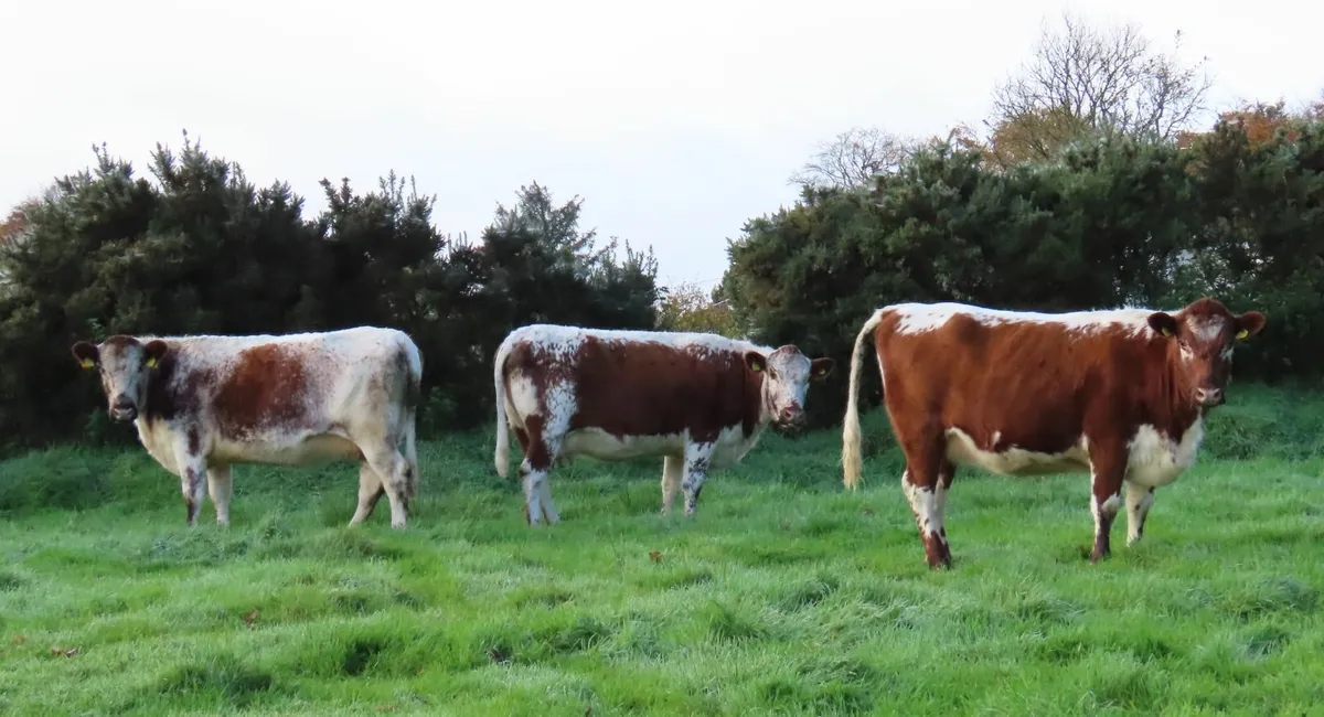 Pedigree Irish Moiled cows - Image 4