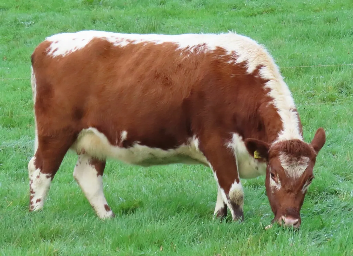 Pedigree Irish Moiled cows - Image 1