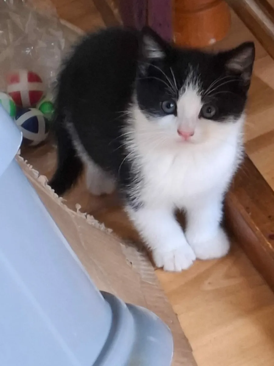Adorable kittens - Image 2